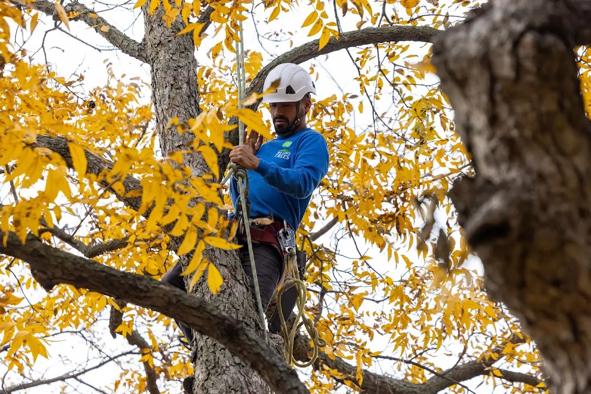 Skilled Tree Trimming crew working in Highlands