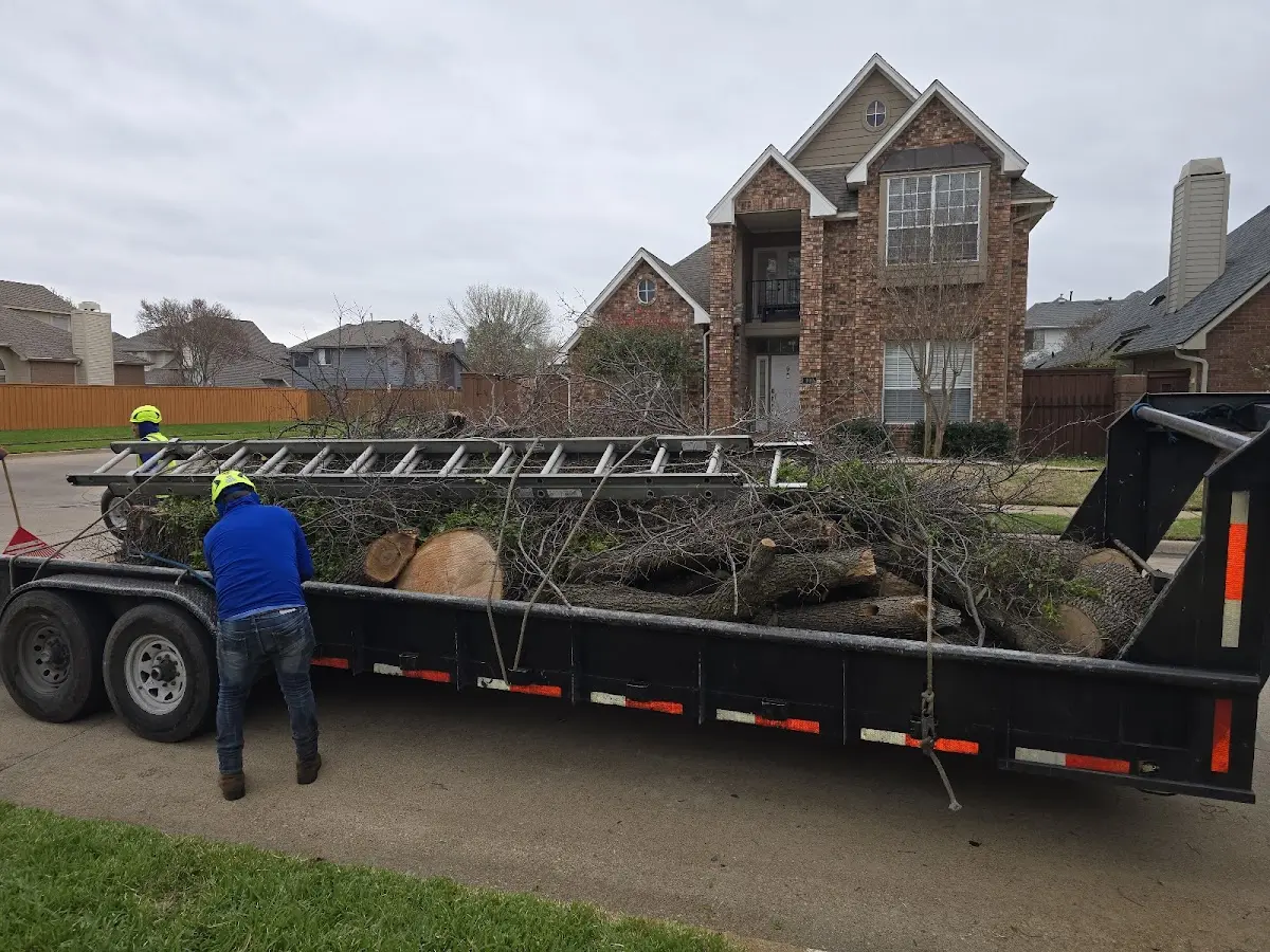 Expert Tree Pest Control with proper safety equipment in Highlands